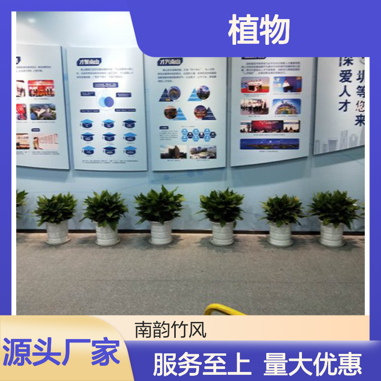 南山绿植租摆服务 专业植物厂家与清洁维护一体化解决方案